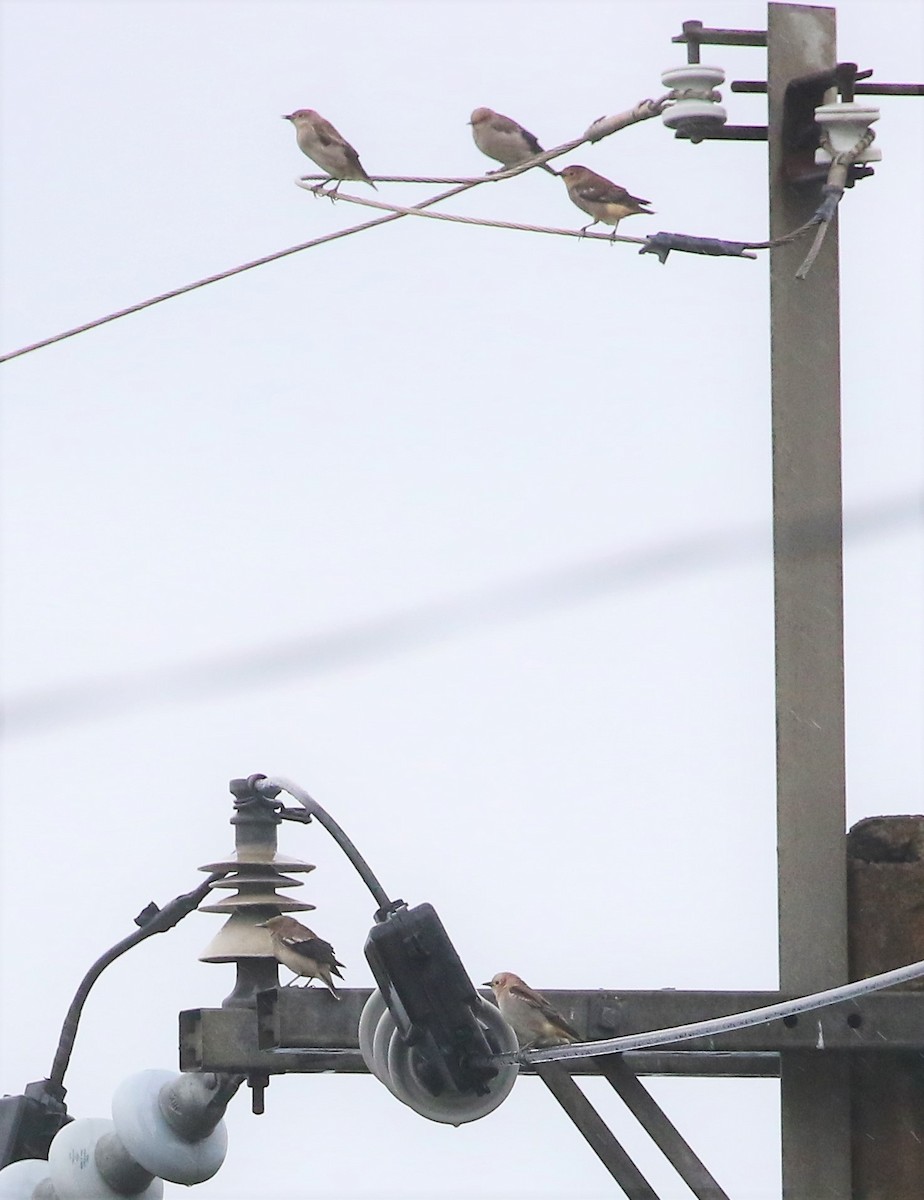 White-shouldered Starling - ML493675481