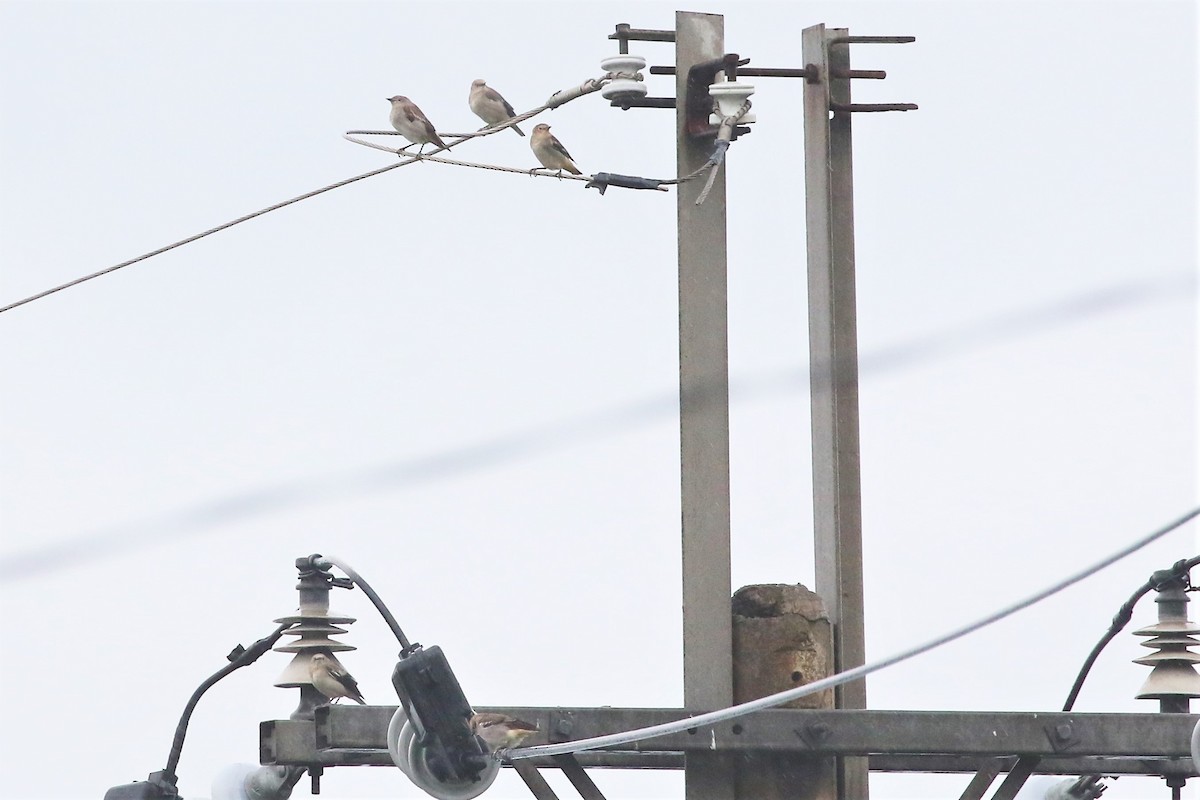 White-shouldered Starling - ML493675491