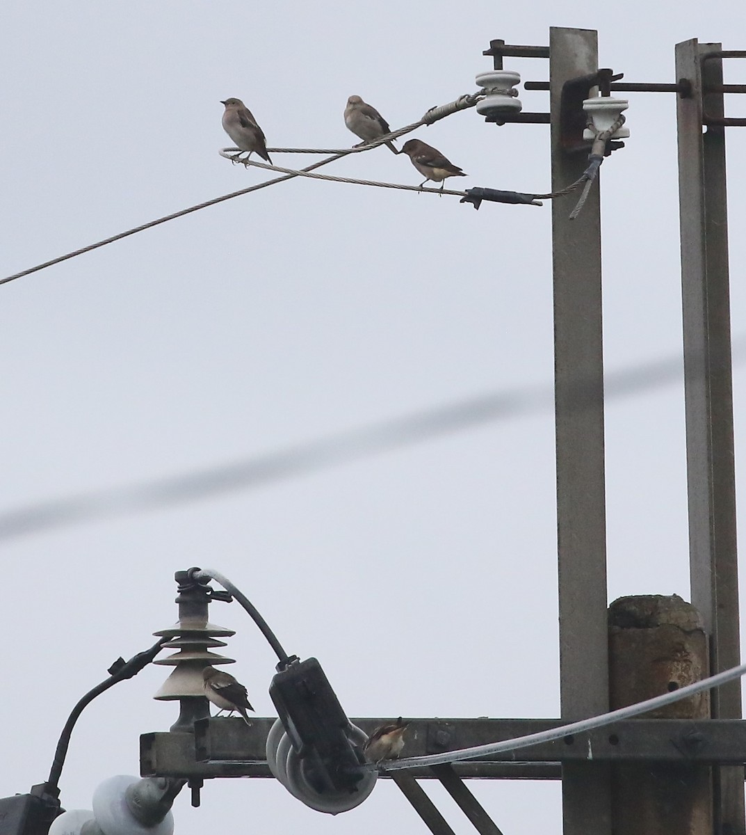 White-shouldered Starling - ML493675511