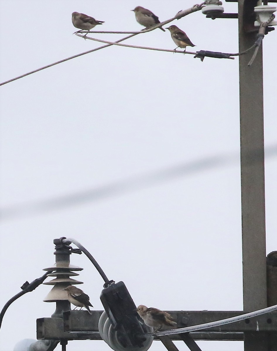 White-shouldered Starling - ML493675531