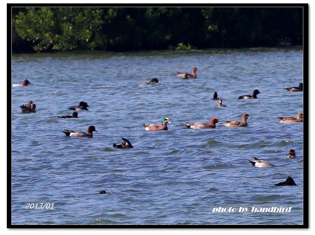 hvízdák americký - ML49367601