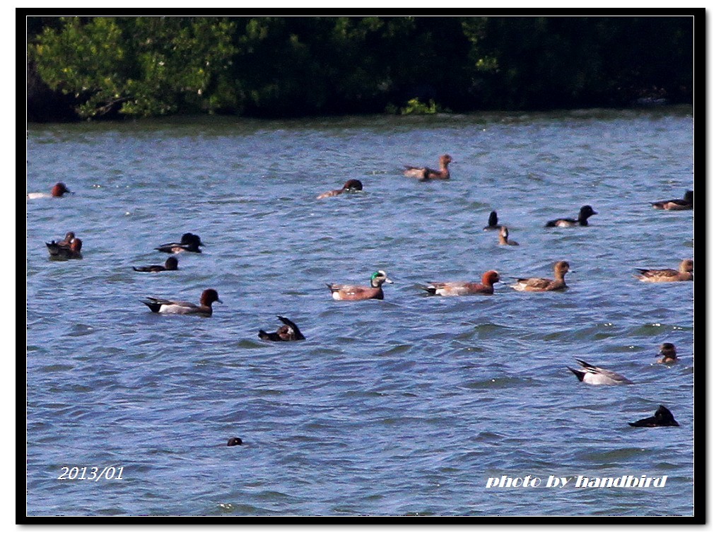 American Wigeon - Anonymous