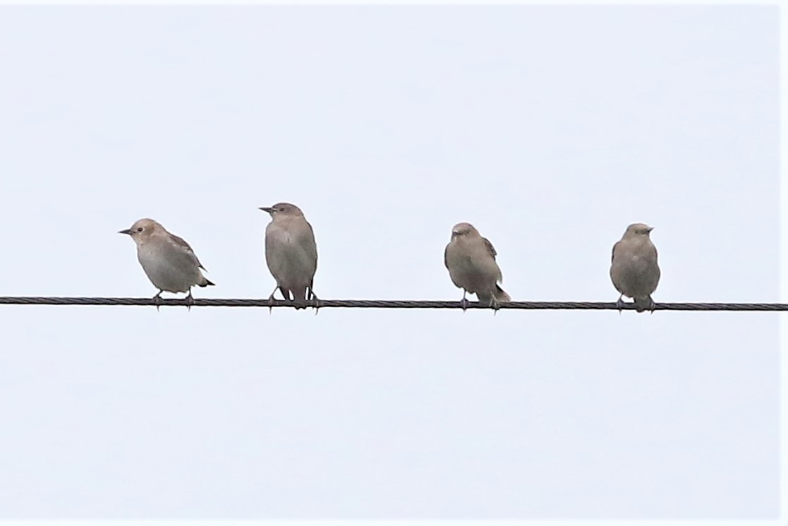 Chestnut-cheeked Starling - ML493676821