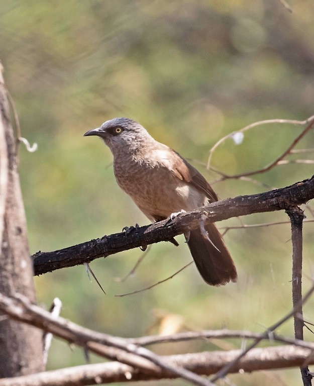 Black-faced Babbler - Peter Candido