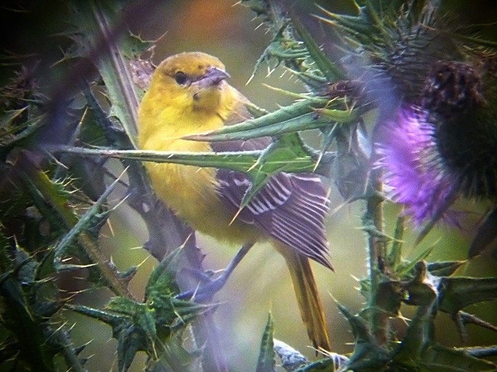Orchard Oriole - ML49368101