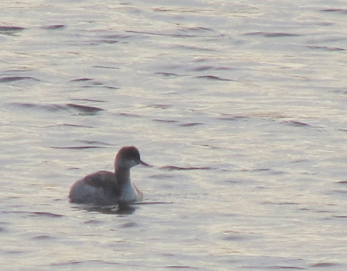 Eared Grebe - ML493681981