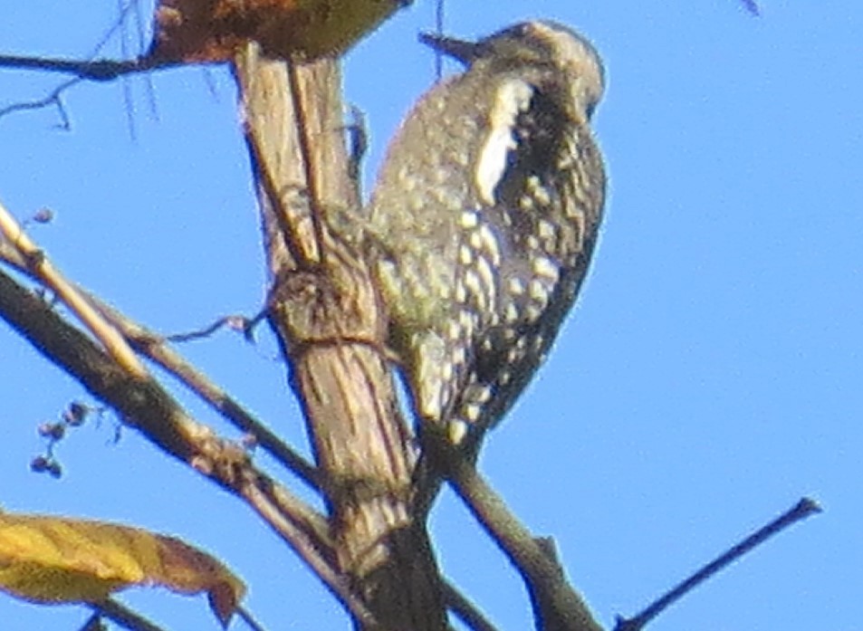 Yellow-bellied Sapsucker - ML493684531