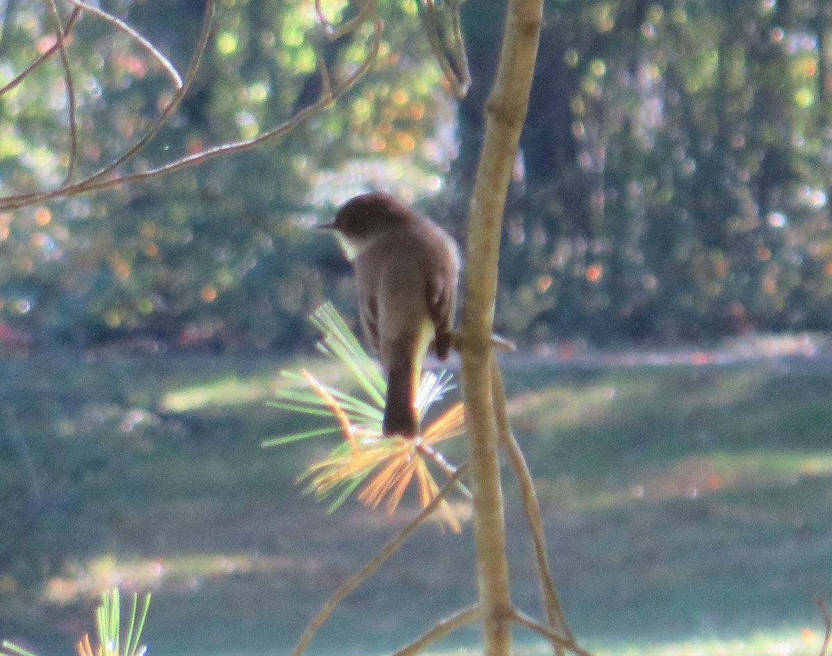 Eastern Phoebe - ML493684771