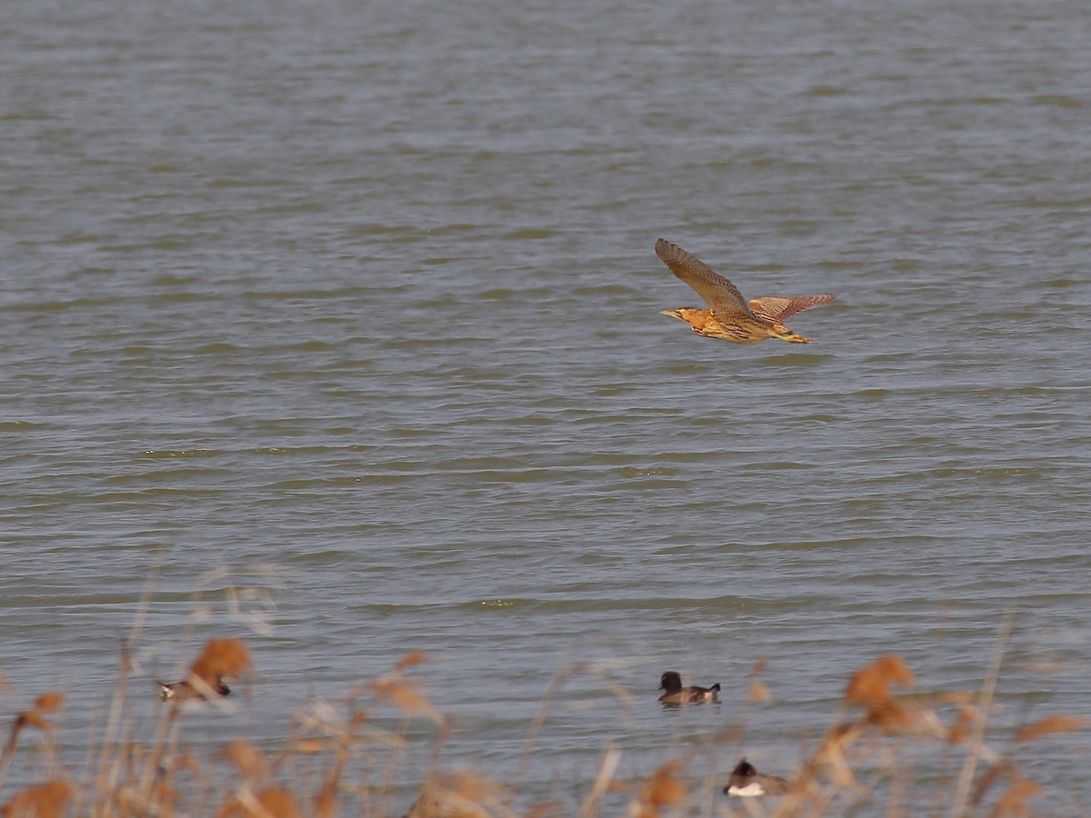 Eurasian Bittern - ML49368511
