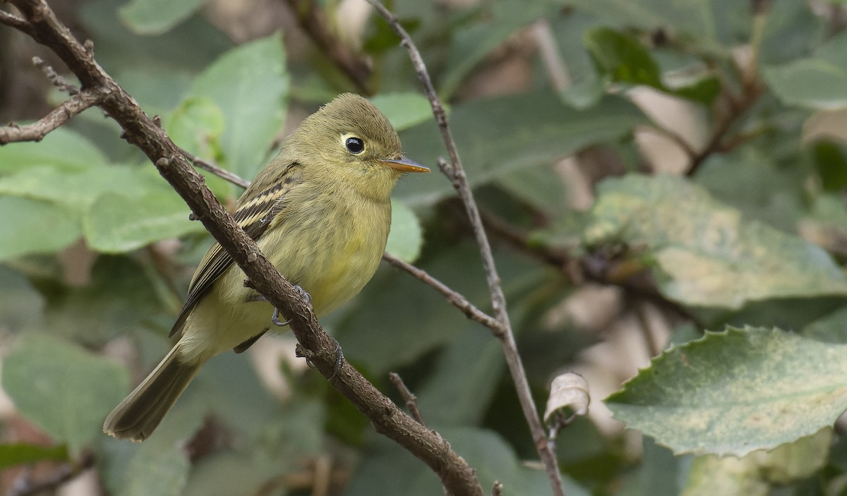 Western Flycatcher (Pacific-slope) - ML493686631