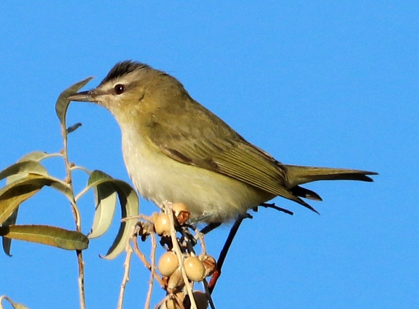 Rotaugenvireo - ML493687341