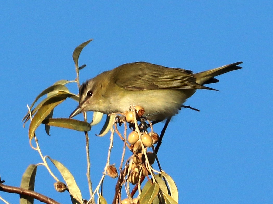 Red-eyed Vireo - ML493687351