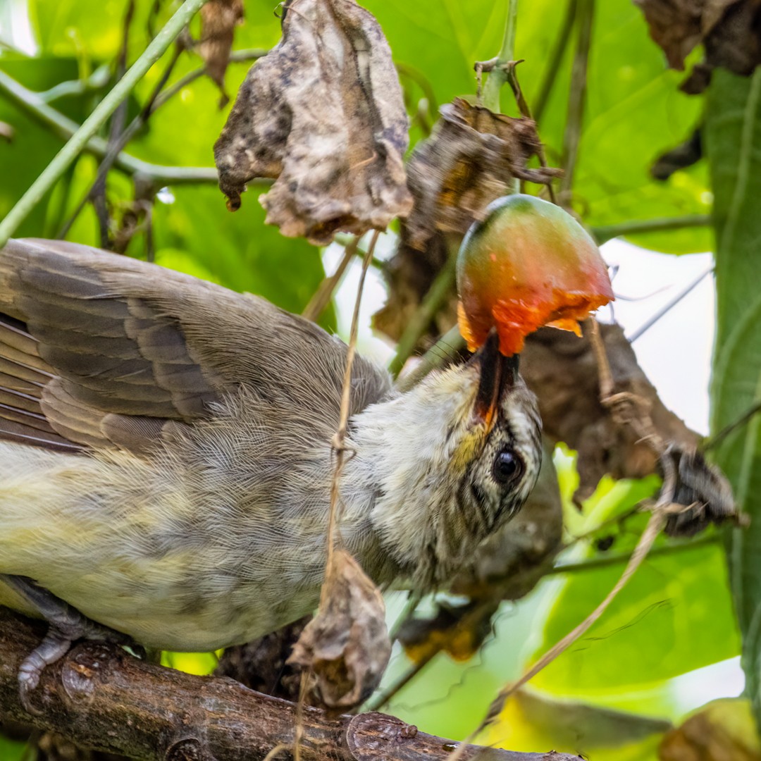 White-browed Bulbul - ML493687371