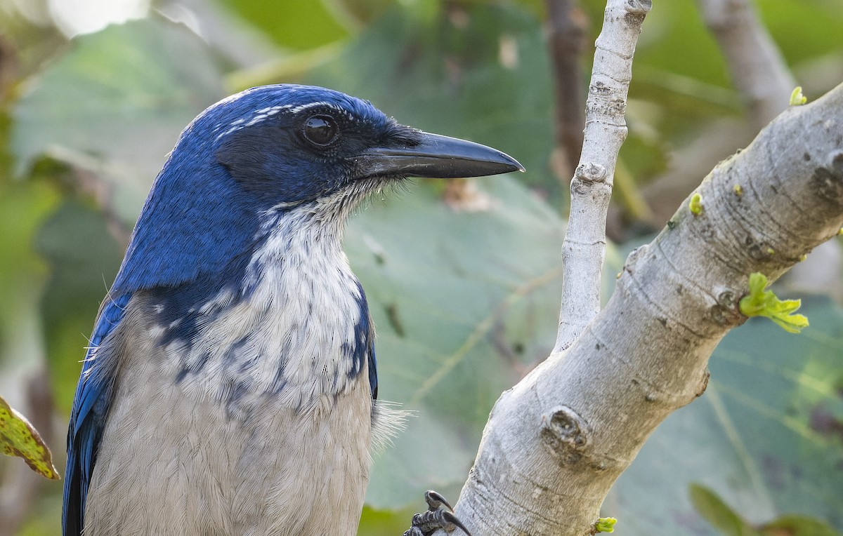 Island Scrub-Jay - ML493687451