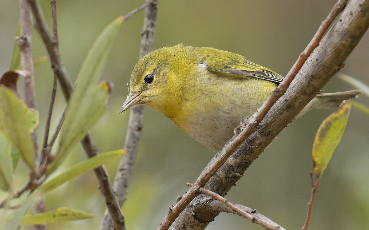 Tennessee Warbler - ML493687661