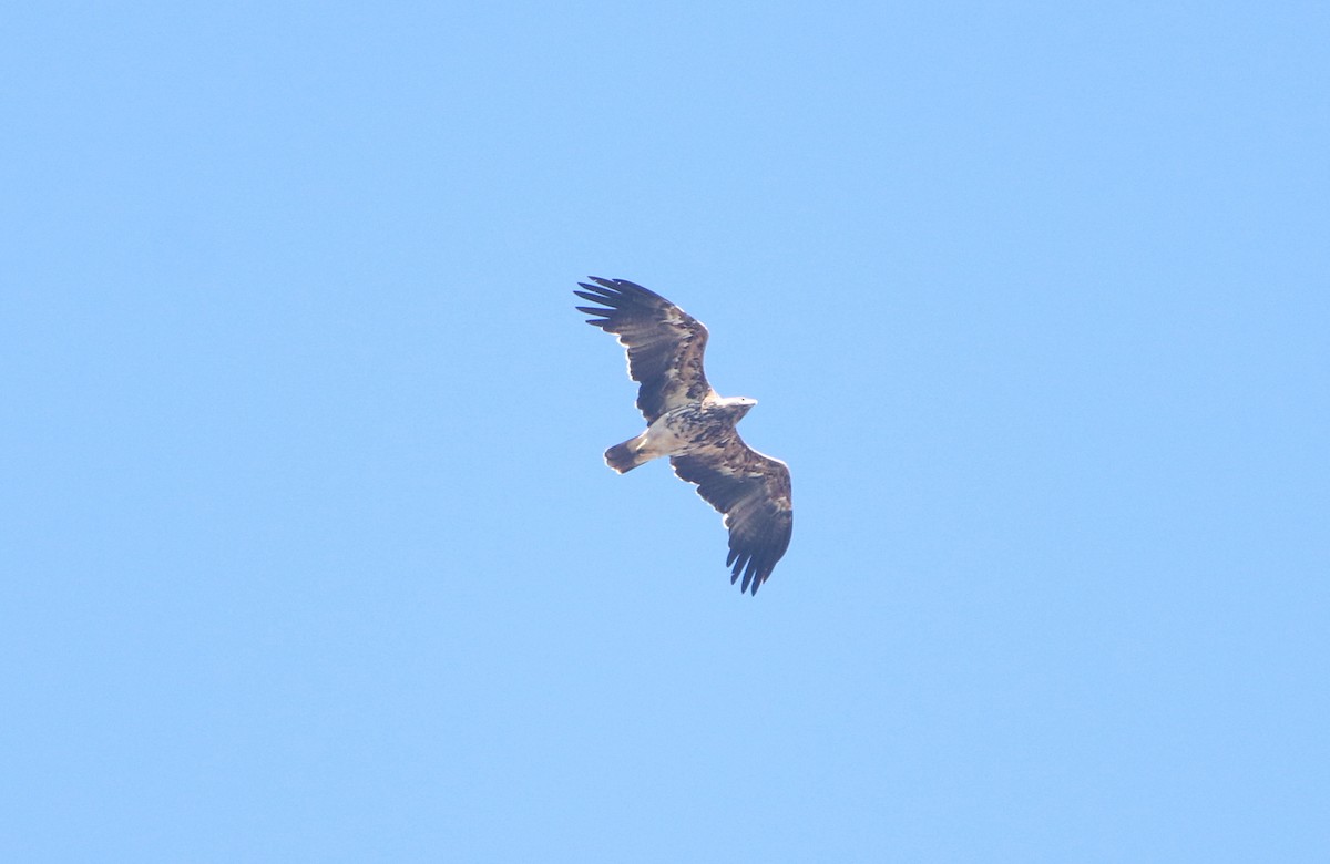 Imperial Eagle - Ondřej Boháč