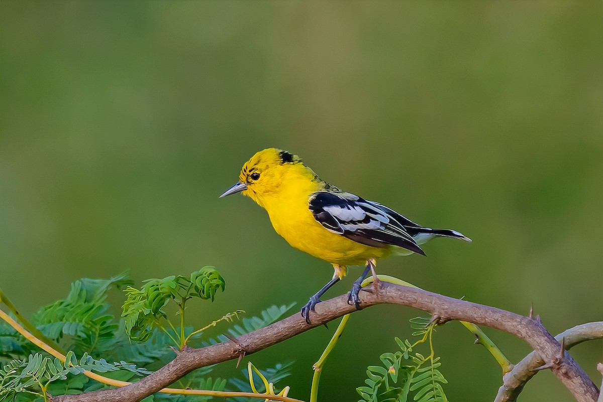 White-tailed Iora - Rajkumar Das