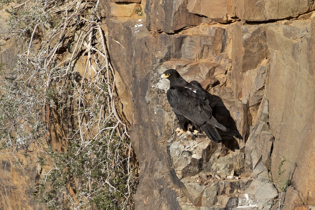 Águila Cafre - ML493691551