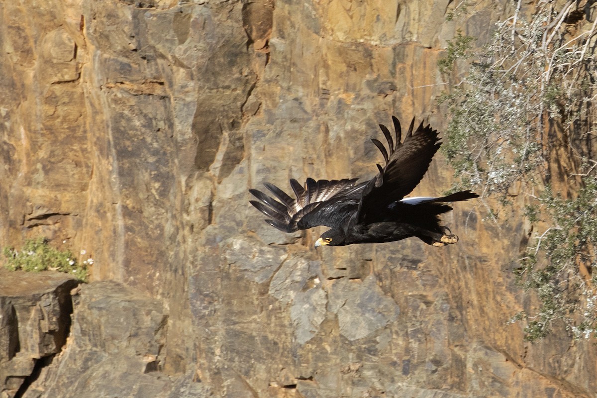 Águila Cafre - ML493691561