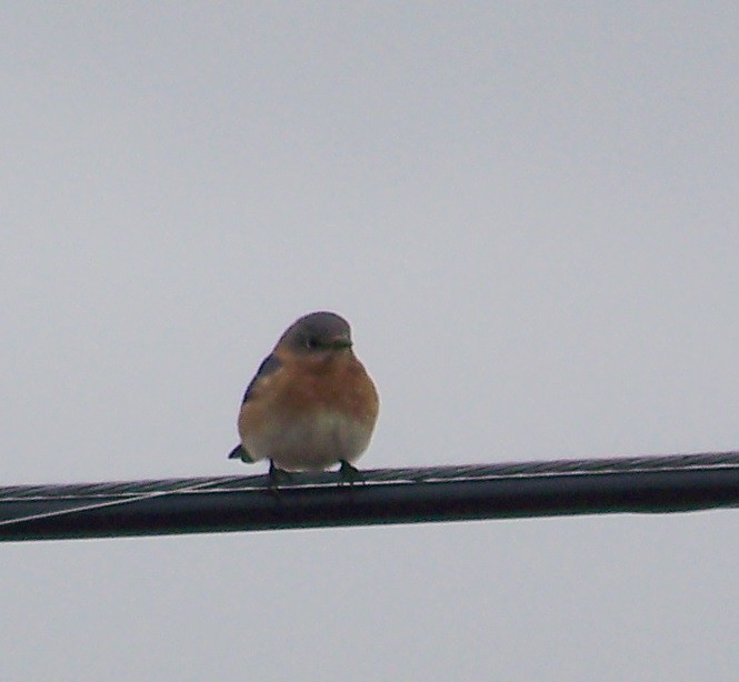Eastern Bluebird - ML49369191