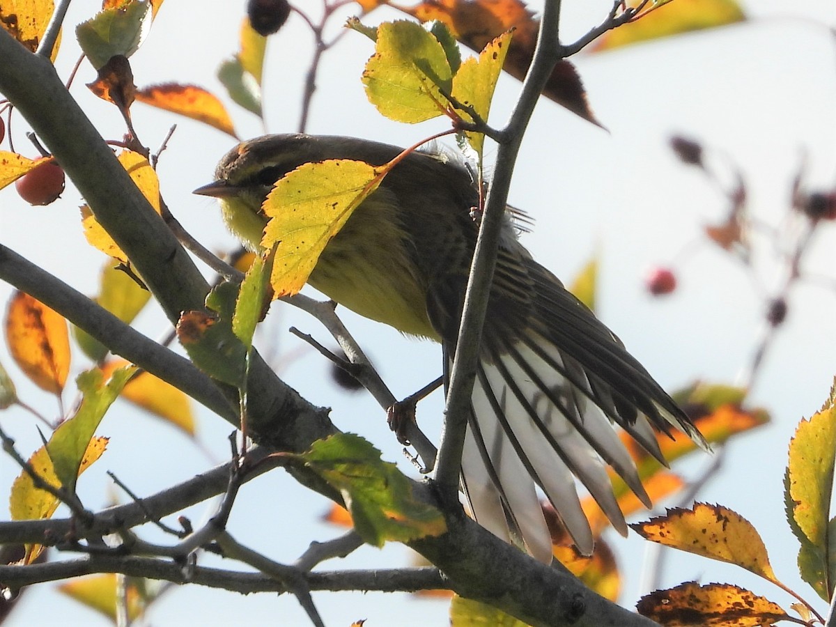 Palm Warbler - ML493692571