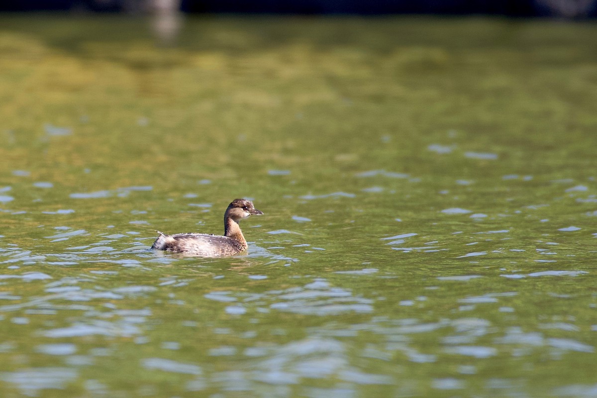 Pied-billed Grebe - ML493692661