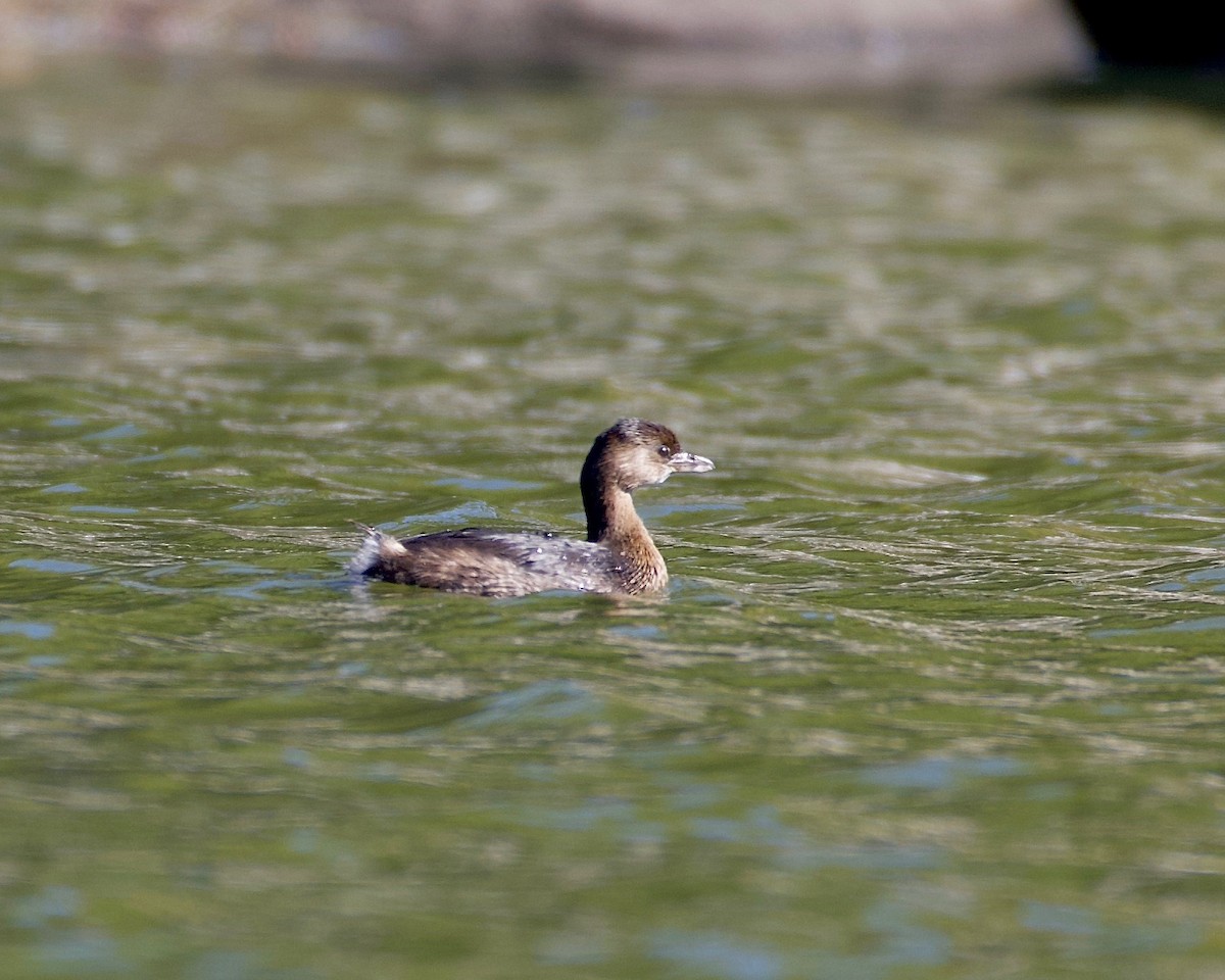 Pied-billed Grebe - ML493692681