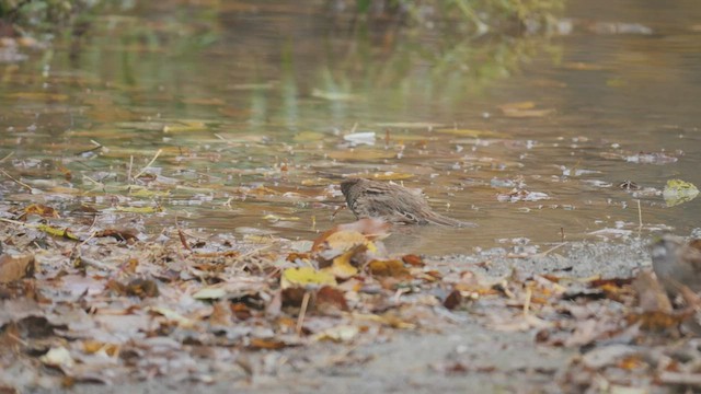 Song Sparrow - ML493692931