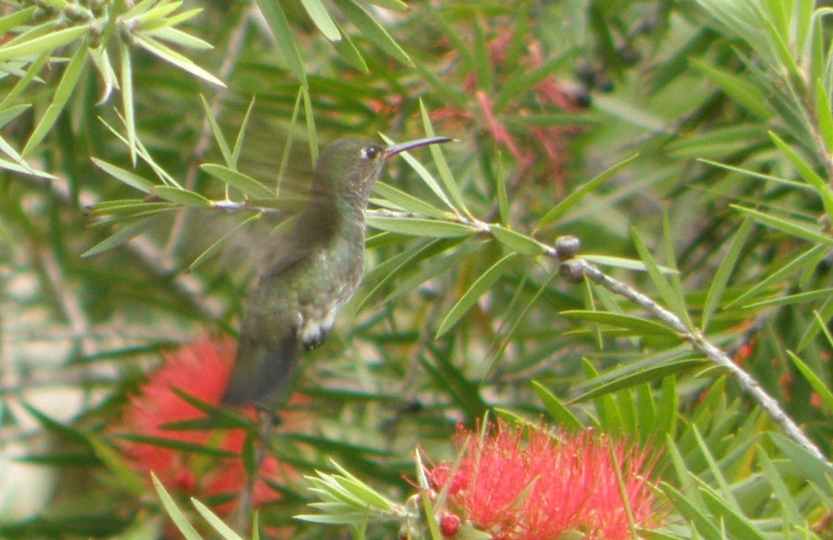 Glittering-throated Emerald - ML49369381