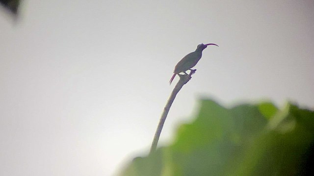 Pale-billed Sicklebill - ML493694851