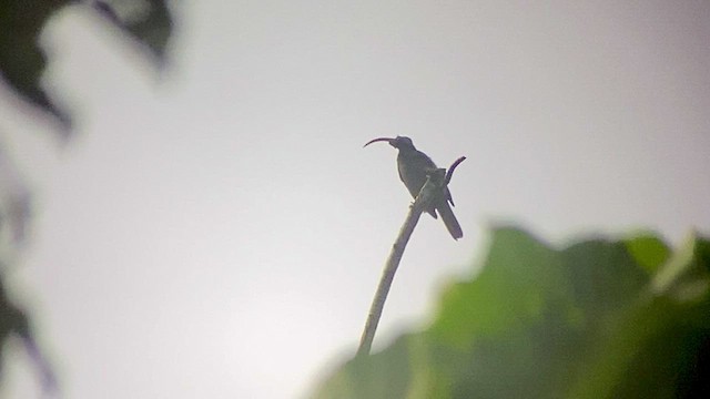 Pale-billed Sicklebill - ML493694861