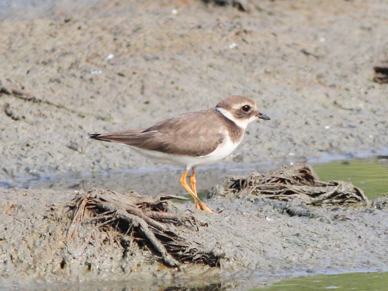 Common Ringed Plover - Jayan Thomas