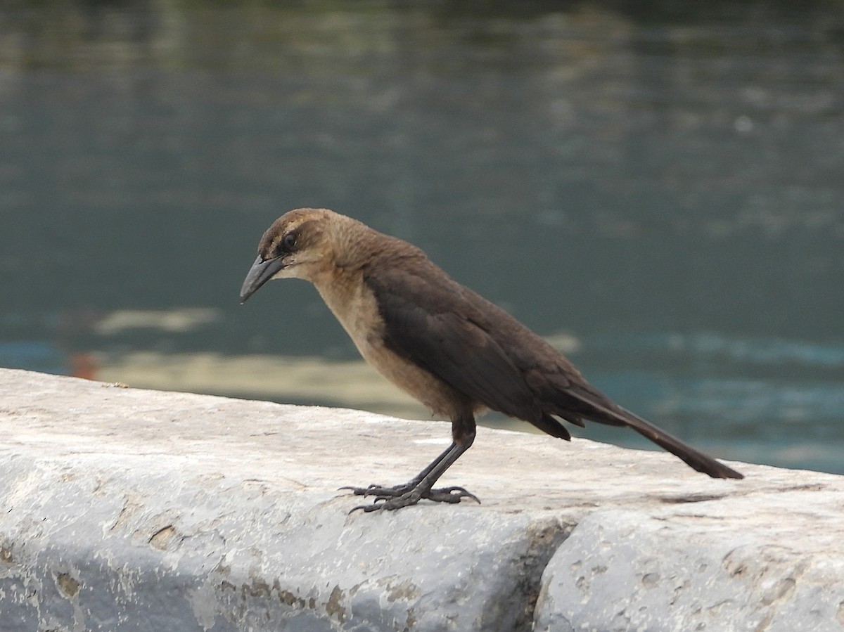 Great-tailed Grackle - ML493695681