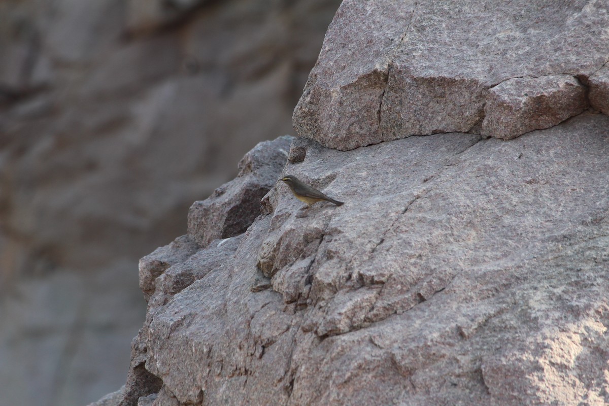 Sulphur-bellied Warbler - Naveen Sama