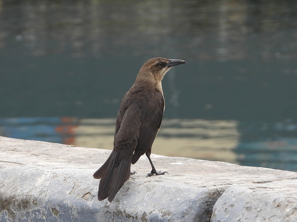 Great-tailed Grackle - ML493695791