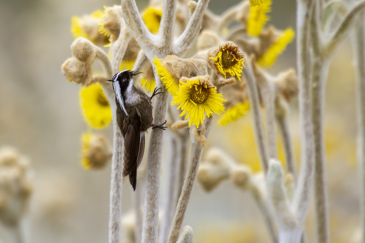 White-bearded Helmetcrest - ML493695821