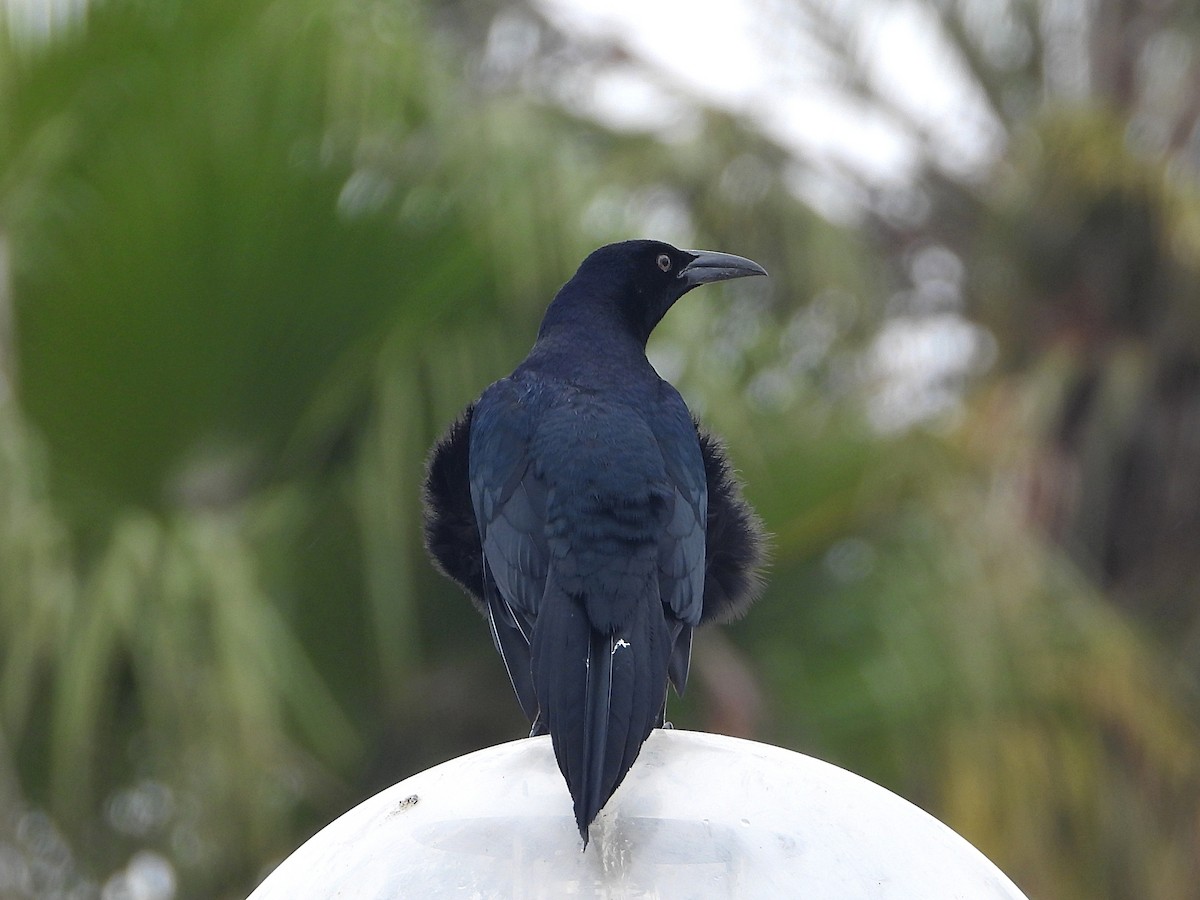 Great-tailed Grackle - ML493695871