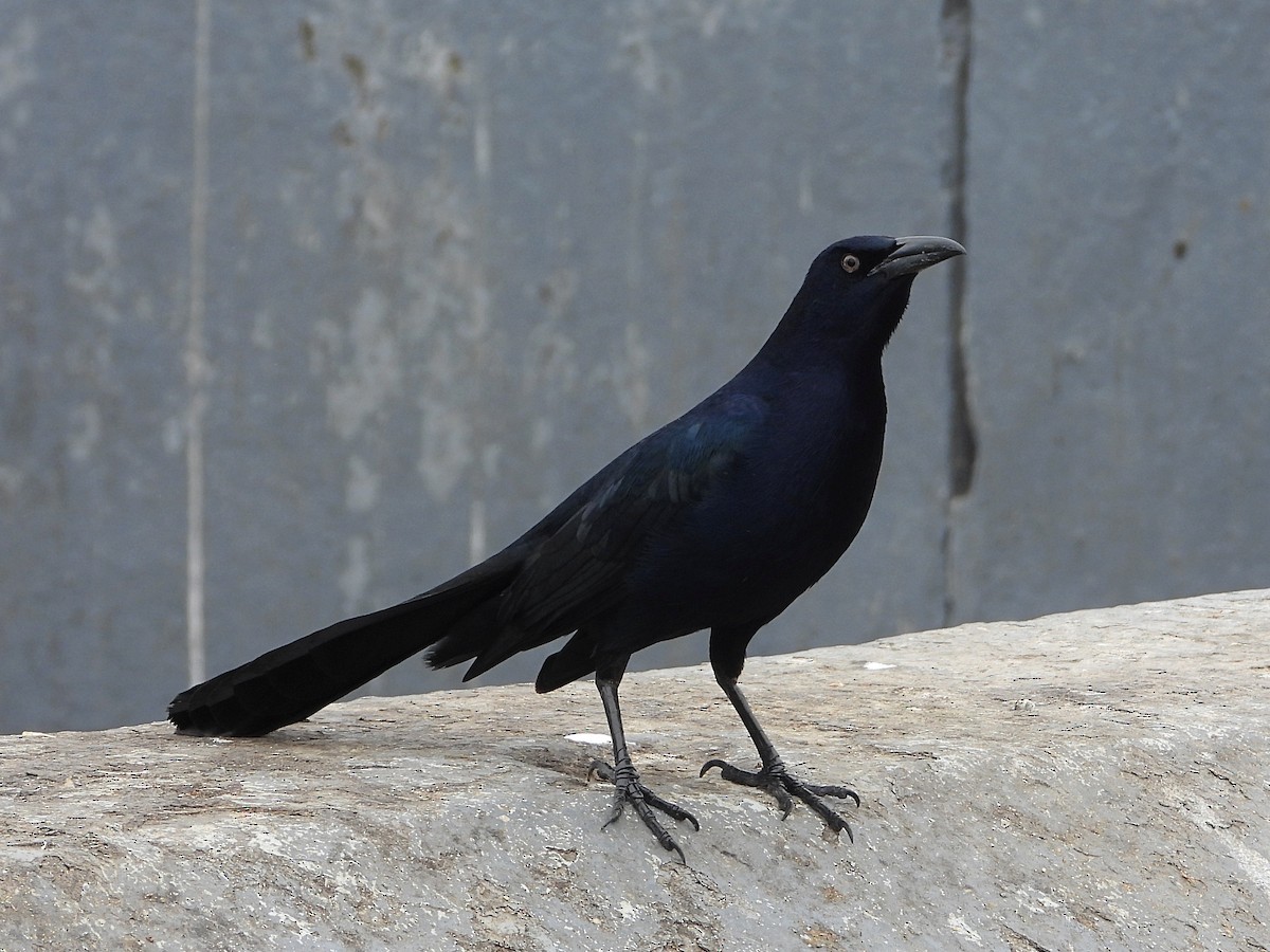 Great-tailed Grackle - ML493695941