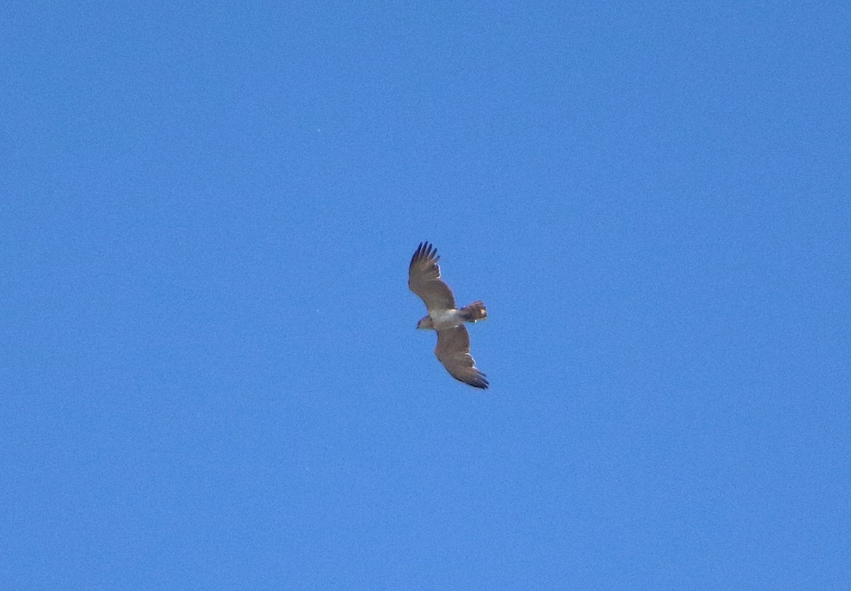 Short-toed Snake-Eagle - ML493696421