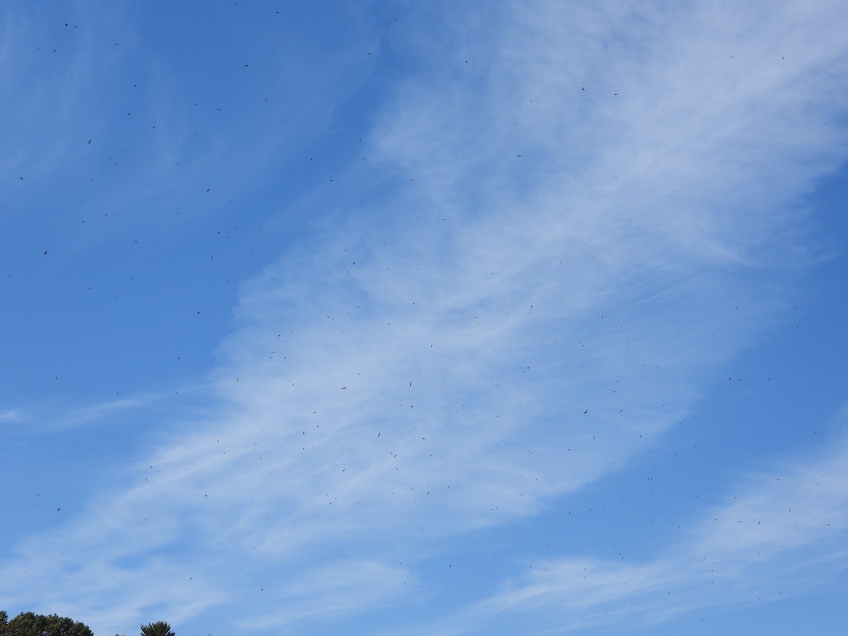 Chimney Swift - chad ehrhart