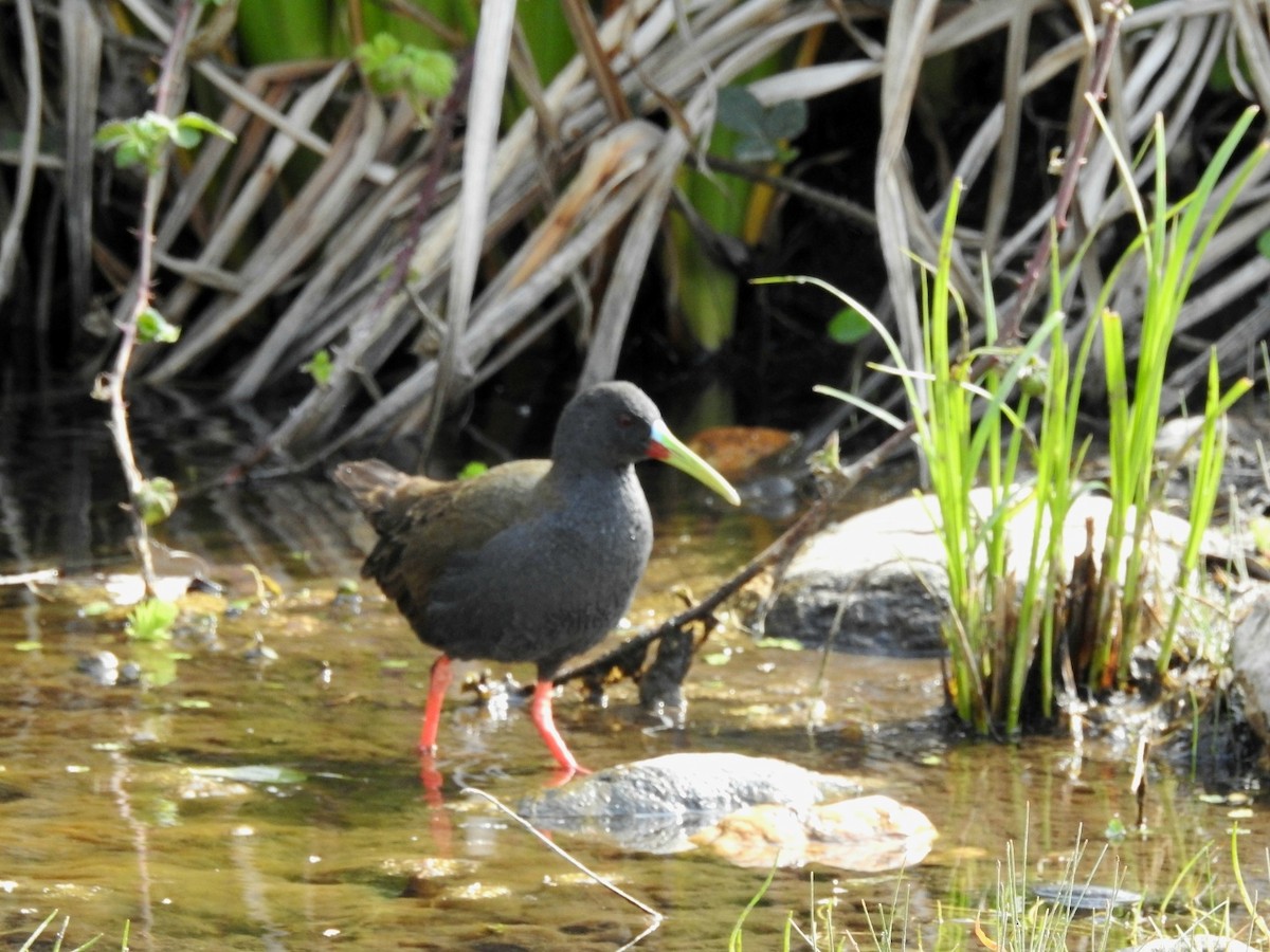 Plumbeous Rail - ML493697051