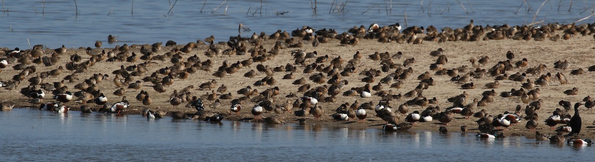 Green-winged Teal - ML49369831