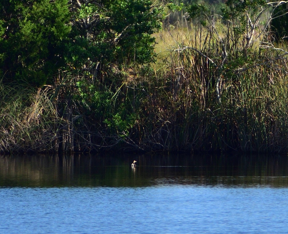 Pied-billed Grebe - ML493699611