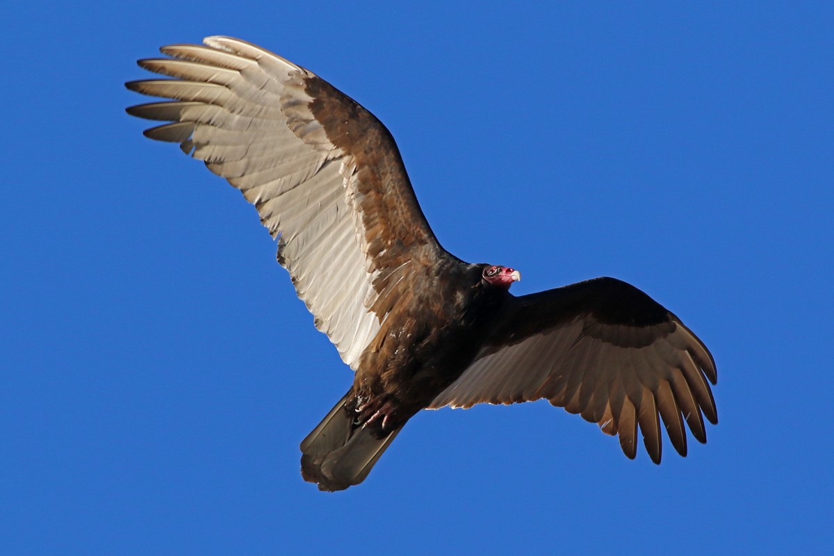 Turkey Vulture - ML49369981
