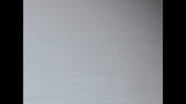 白腰叉尾海燕 - ML493700171
