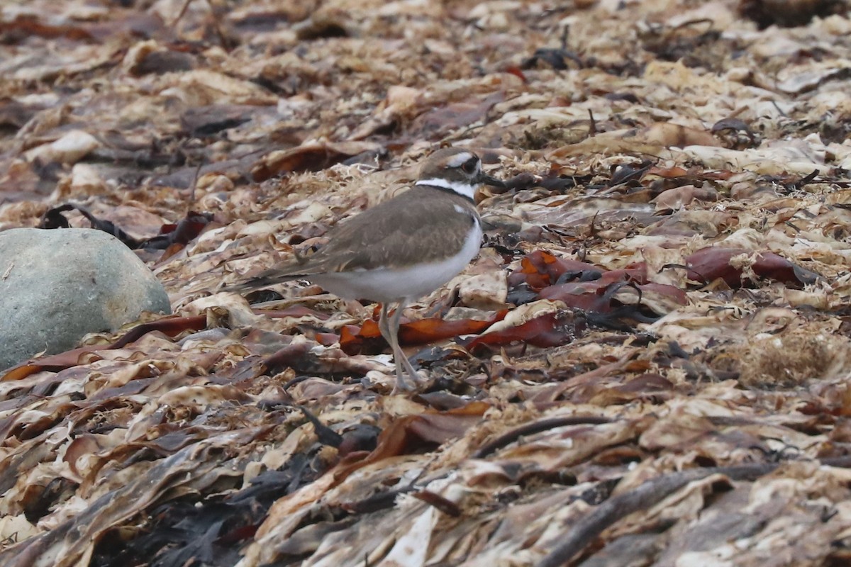 Killdeer - ML493700271