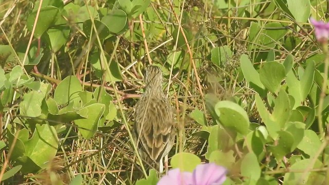 Richard's Pipit - ML493702761