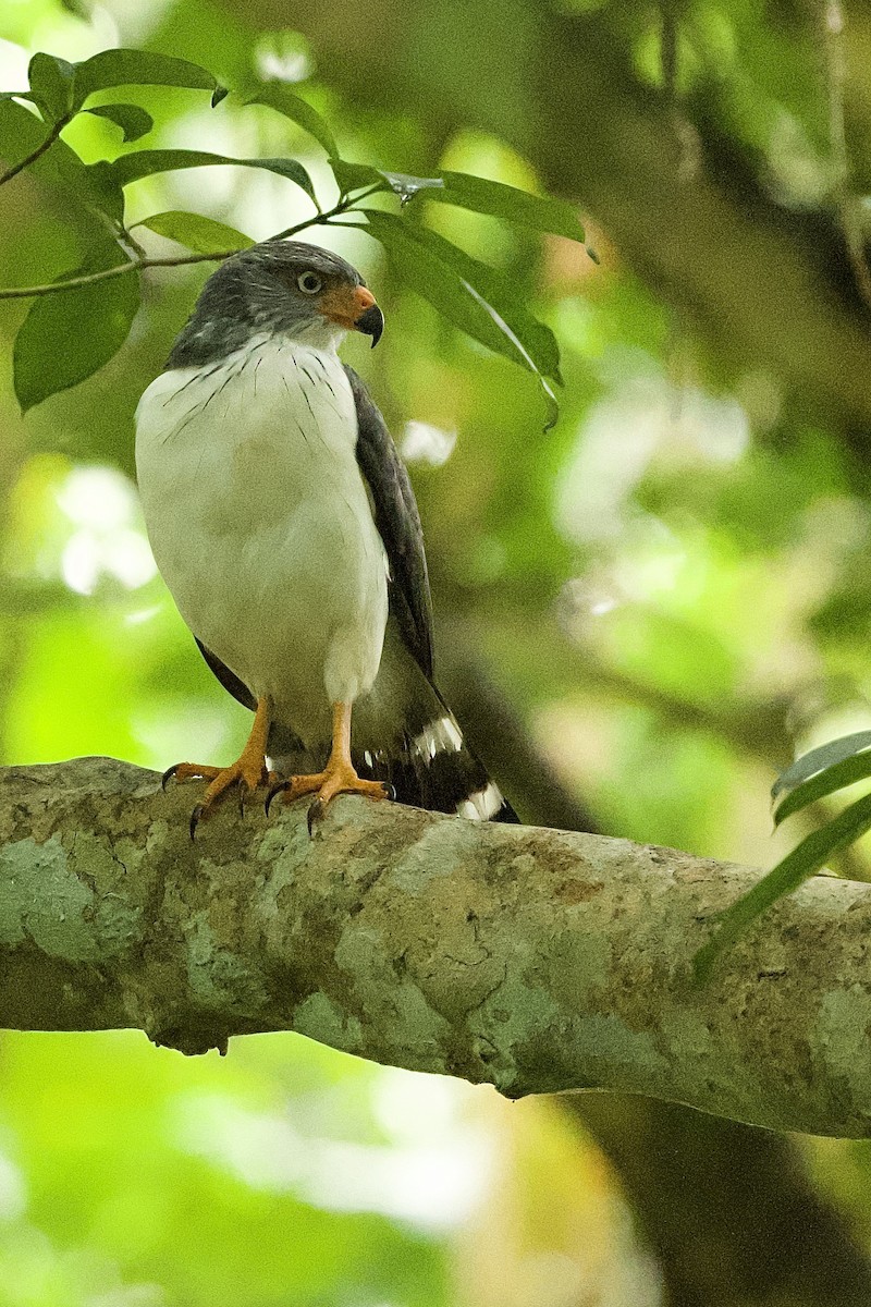 Semiplumbeous Hawk - ML493704411