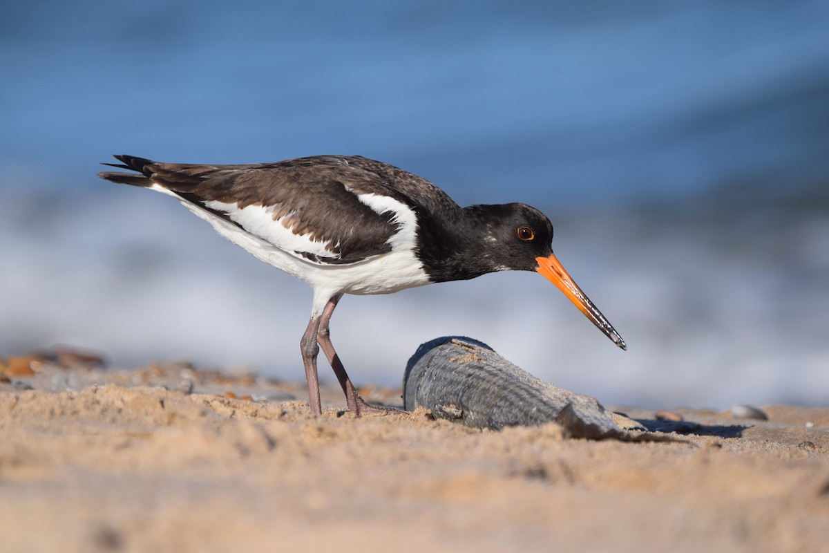 Eurasian Oystercatcher - Alejandro Gómez Vilches