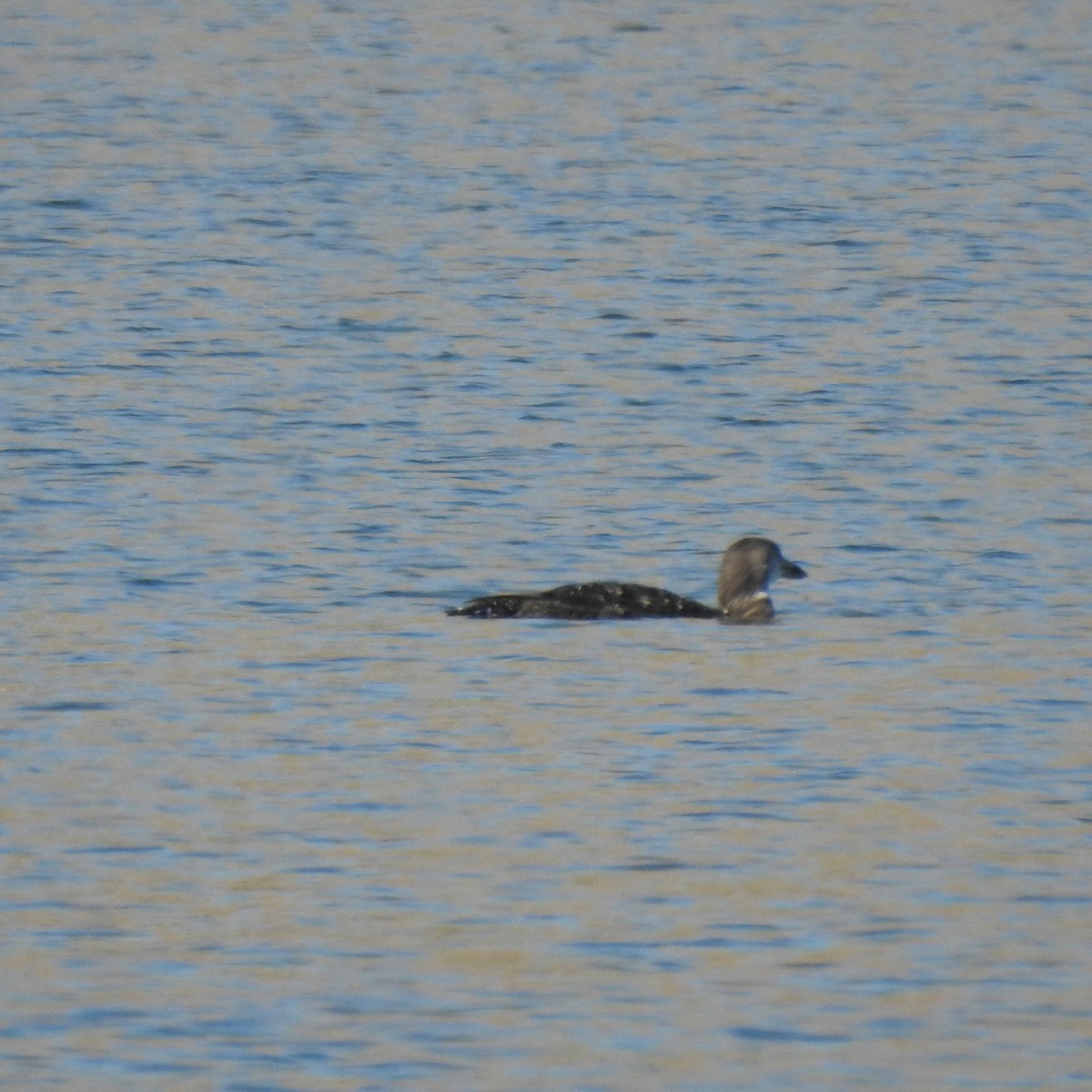 Common Loon - ML493706201